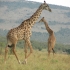 Authentic Kenya Safari
