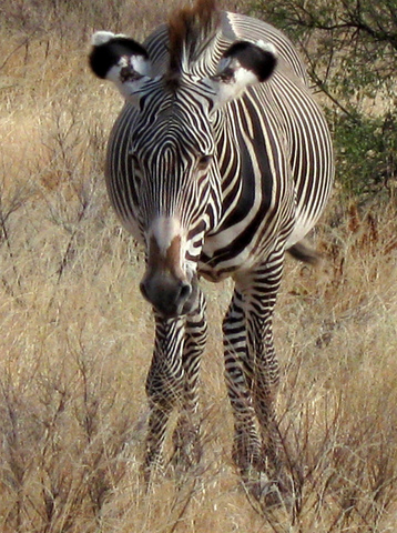 Jambo Kenya Safari