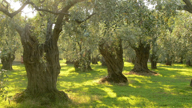 Following the Routes of the Olive Tree in Greece