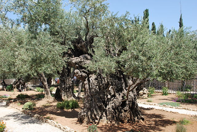 Garden of Gethsemane - Gmtours