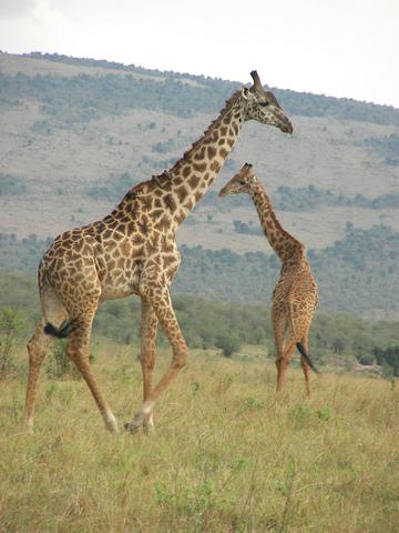 Authentic Kenya Safari