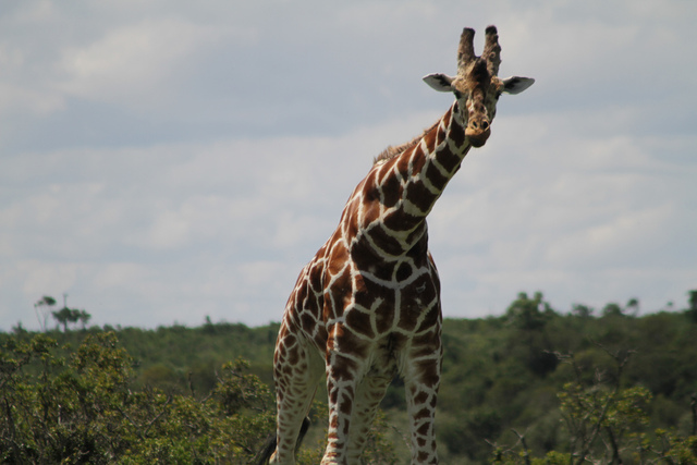 Jambo Kenya Safari