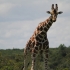 Jambo Kenya Safari
