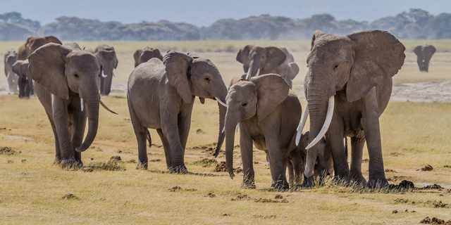 Jambo Kenya Safari