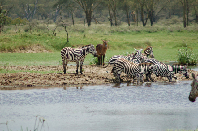 Jambo Kenya Safari