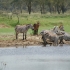 Jambo Kenya Safari