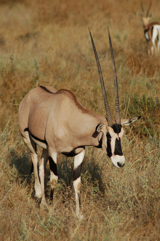 Jambo Kenya Safari